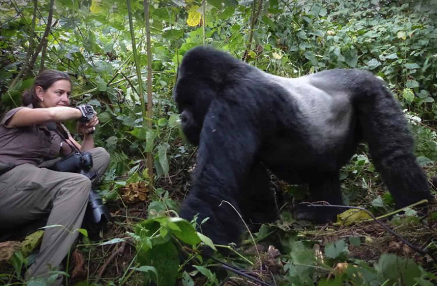 Flash photography is strictly prohibited because it can disturb and startle gorillas. Travelers are encouraged to use natural light and adjust camera settings accordingly. Professional 