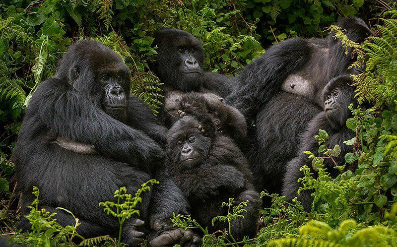 On the morning of the trek, guests attend an official briefing conducted by park rangers and conservation authorities before entering the protected forests where mountain gorillas live. This briefing is an important part of understanding What to Expect on a Luxury Gorilla Safari because it provides essential information about gorilla behavior, rainforest safety, trekking procedures, 