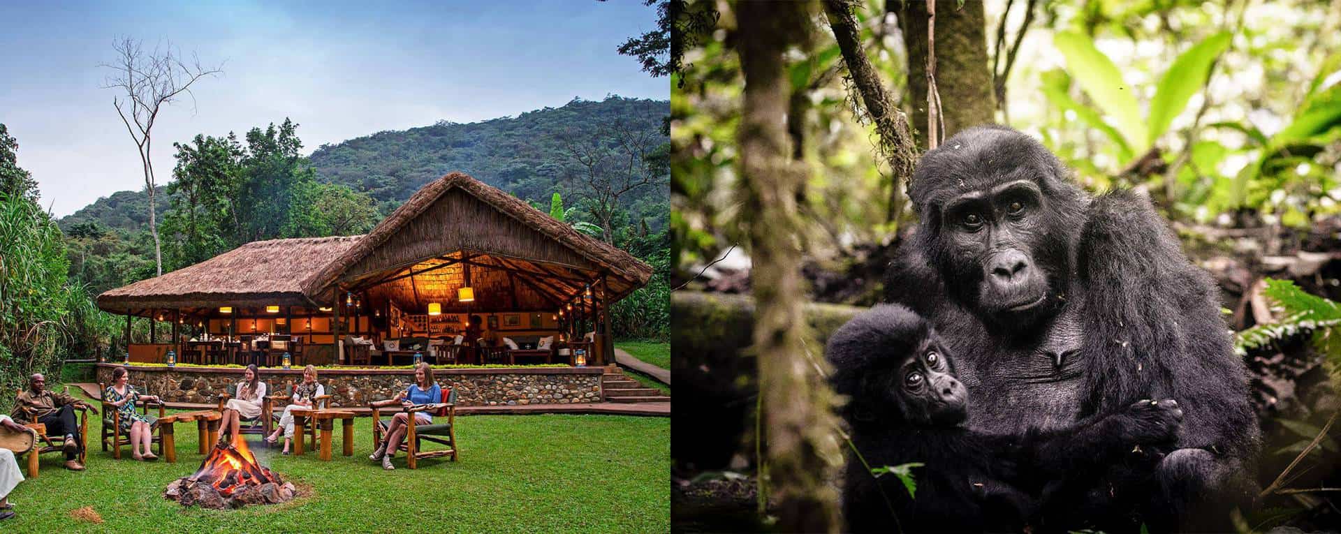 Exclusive VIP Gorilla Trekking Experience