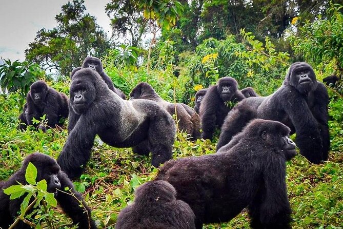 Ultra Luxury African Gorilla Tours represent the highest level of wildlife travel available on the continent, combining exclusive mountain gorilla encounters with world-class accommodations, private aviation, personalized service, fine dining, wellness experiences, and tailor-made safari adventures. Designed for discerning travelers who expect exceptional comfort and exclusivity,