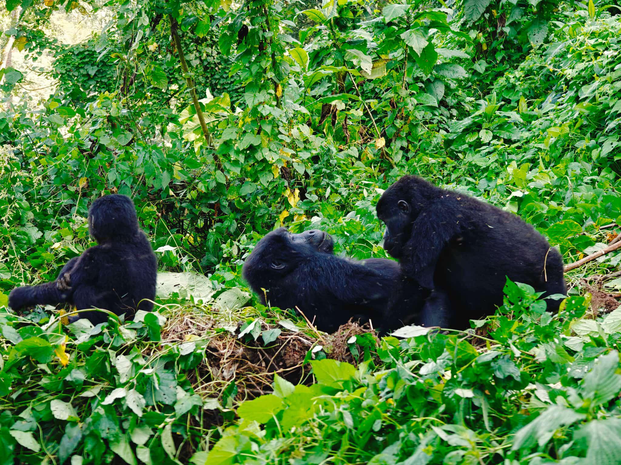 Private and Exclusive Last Minute Luxury Gorilla Safaris