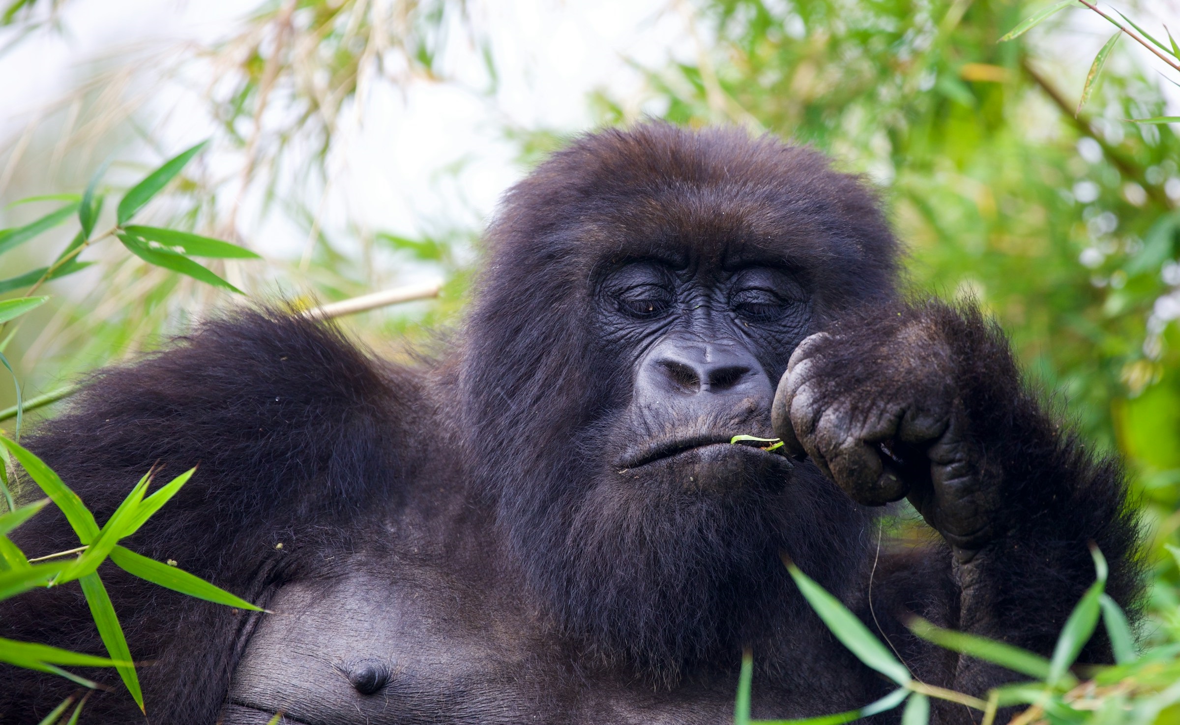 Private and Exclusive Last Minute Luxury Gorilla Safaris