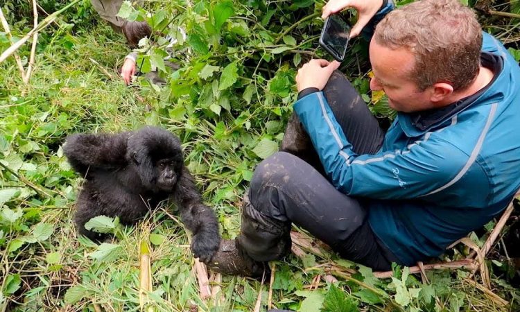 Visitors should move slowly, speak quietly, and follow guide instructions at all times. If a gorilla displays signs of agitation, travelers must remain calm