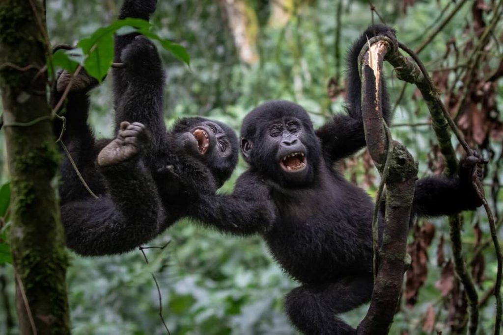 Many experienced photographers consider the rainy season from March to May to be one of the most rewarding periods for creative photography. Frequent rainfall transforms the rainforest into a vibrant green paradise filled with rich colors, dramatic