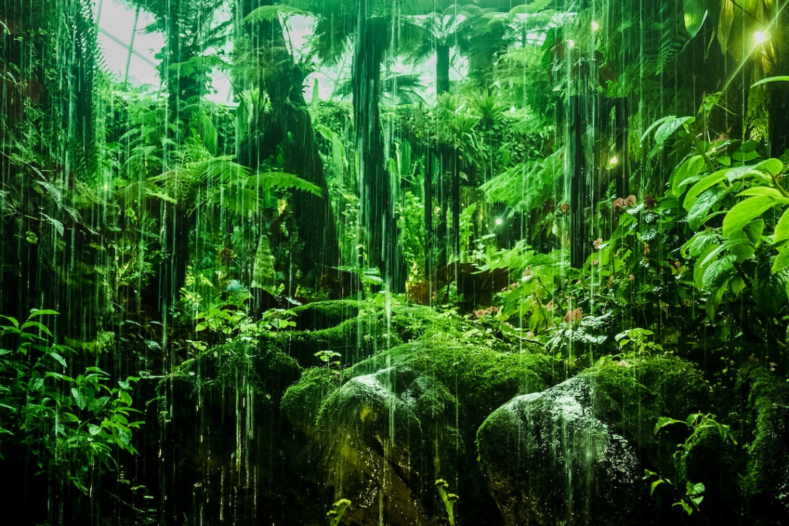 Mountain gorillas inhabit some of Africa’s most biologically important forests, including the ancient rainforests of Bwindi Impenetrable National Park, the