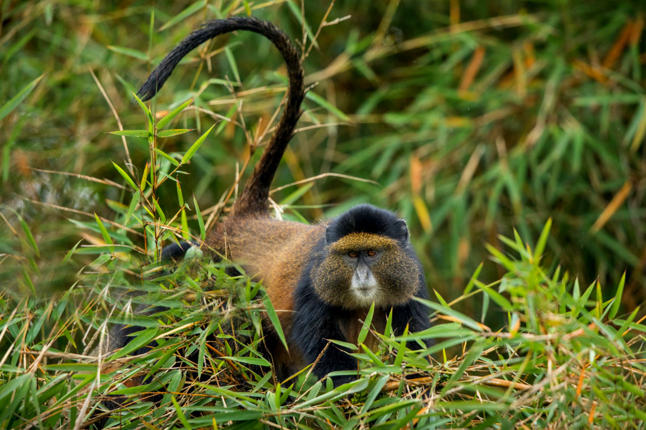 Luxury Safari Experience in Rwanda