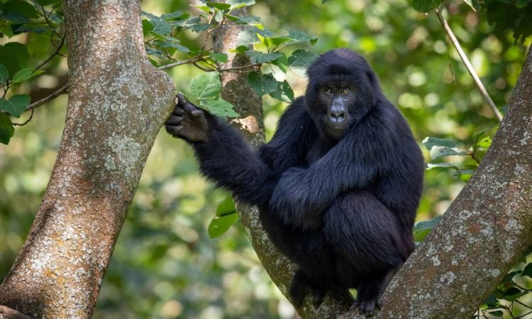 Nyiragongo Safari Safety Guidelines