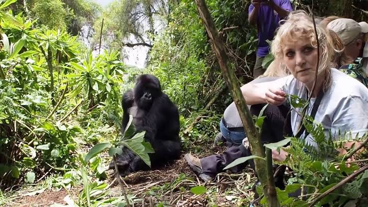 Professional Safari Planning Virunga National Park