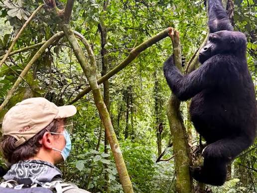 Safety and Professional Planning Virunga Gorilla Trekking