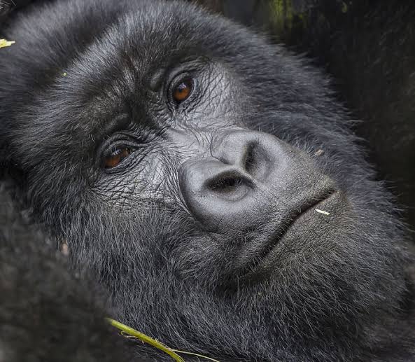 Seasonal Gorilla Safari Discounts