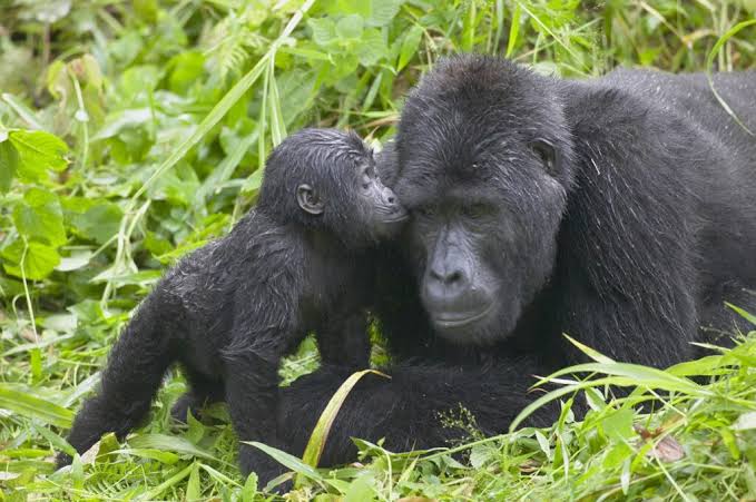 Luxury Gorilla Safari Seasonal Offers