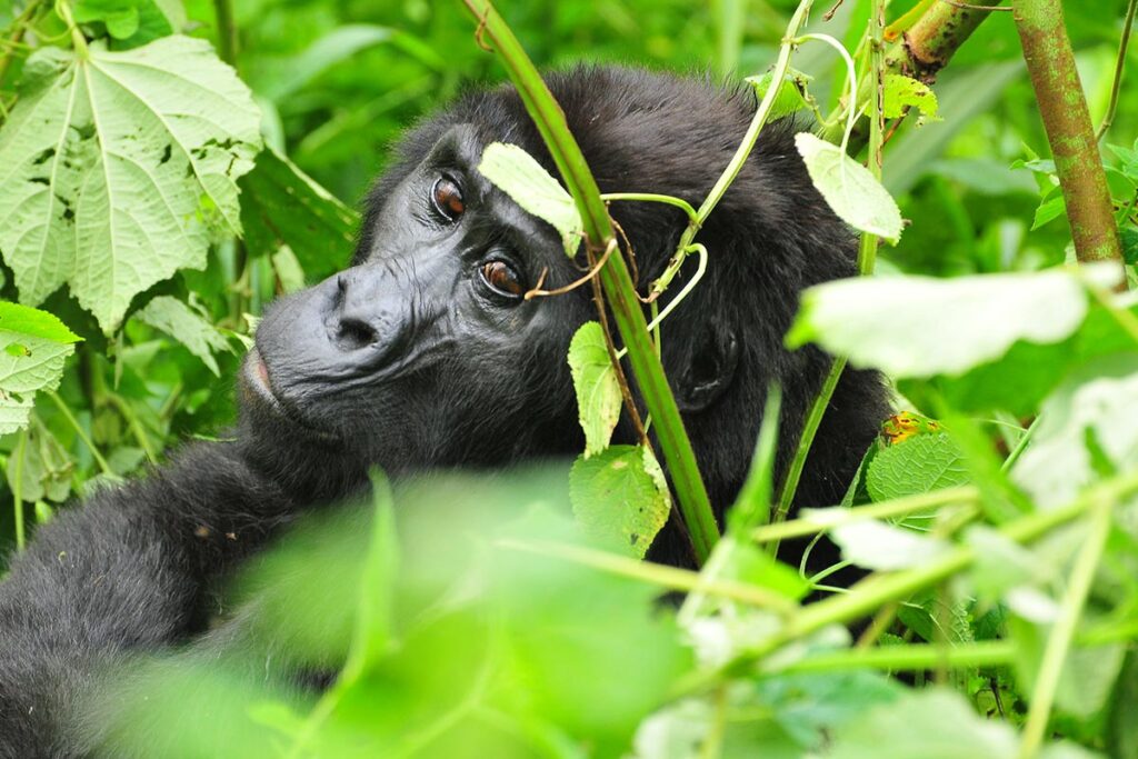 Seasonal Luxury Gorilla Safari Discounts