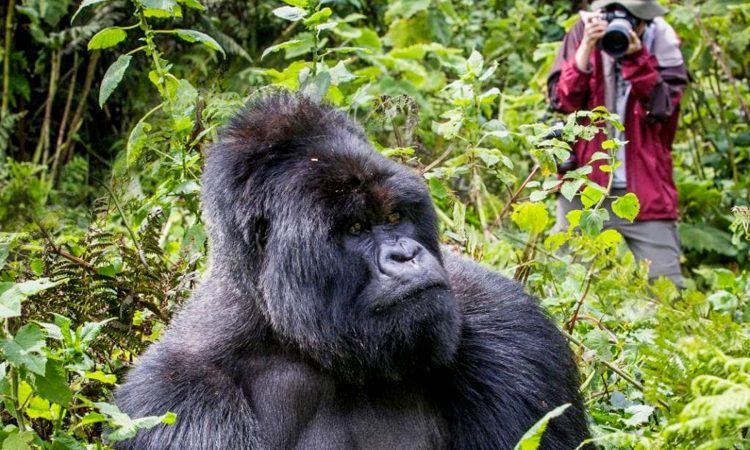 Standard Gorilla Safari Experience