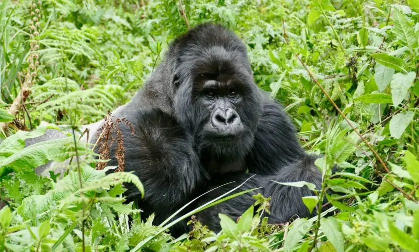 Custom Luxury Gorilla Safari Experience