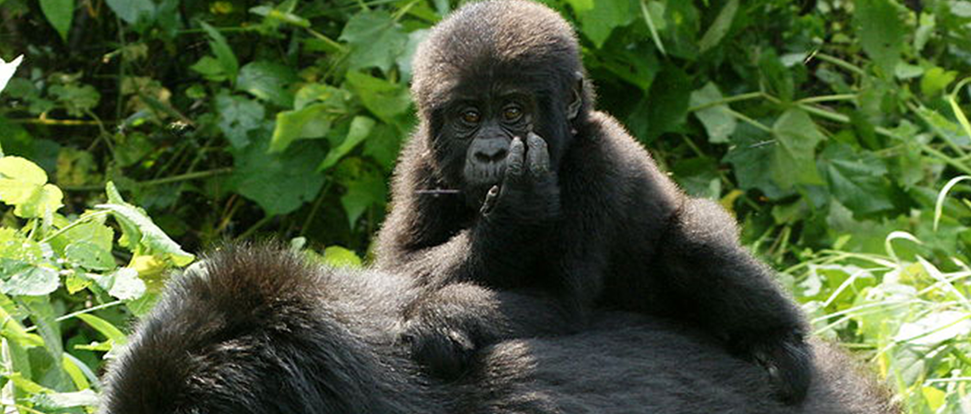 Luxury Gorilla Safari Experience