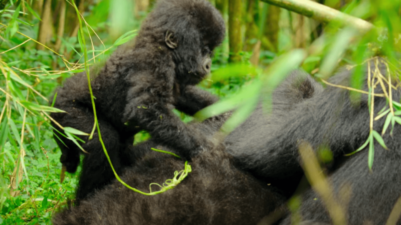 Tailor-Made Luxury Gorilla Safari