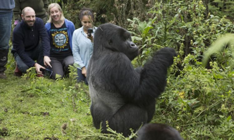 One of the fundamental Gorilla Trekking Rules for Luxury Travelers is the minimum age requirement. Participants must be at least 15 years old to take part in gorilla trekking activities. This rule exists because younger children may struggl