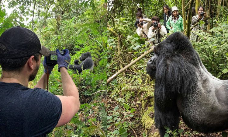 One of the highlights of Luxury Gorilla Safaris for Photographers is the opportunity to photograph mountain gorillas in their natural environment. The experience begins
