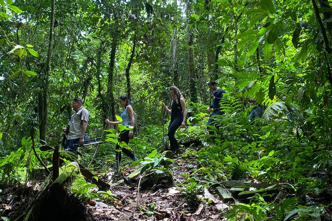 The trek itself is one of the most exciting and rewarding parts of What to Expect on a Luxury Gorilla Safari. Accompanied by experienced guides, trackers, and park rangers, visitors venture deep into the ancient rainforests of Bwindi Impenetrable Forest, Mgahinga’s montane forests, or the bamboo and afro-montane forests of Volcanoes 
