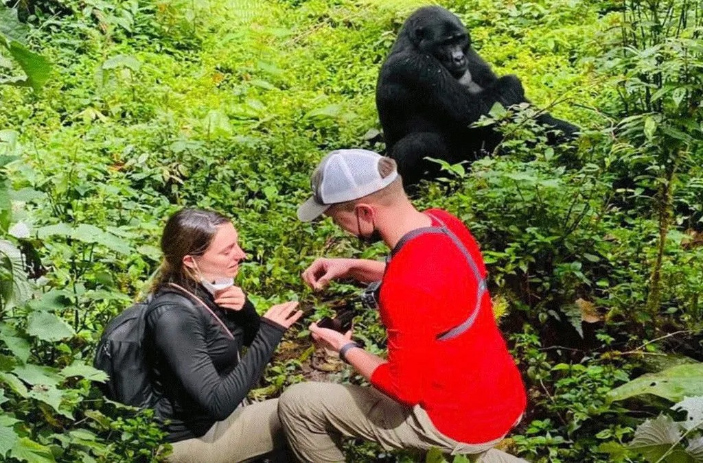 After trekking through lush forests, couples find themselves standing only a few meters away from these gentle giants. Watching a silverback protect his family, observing playful young