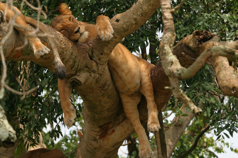 Tree Climbing Lions in Queen Elizabeth National Park
