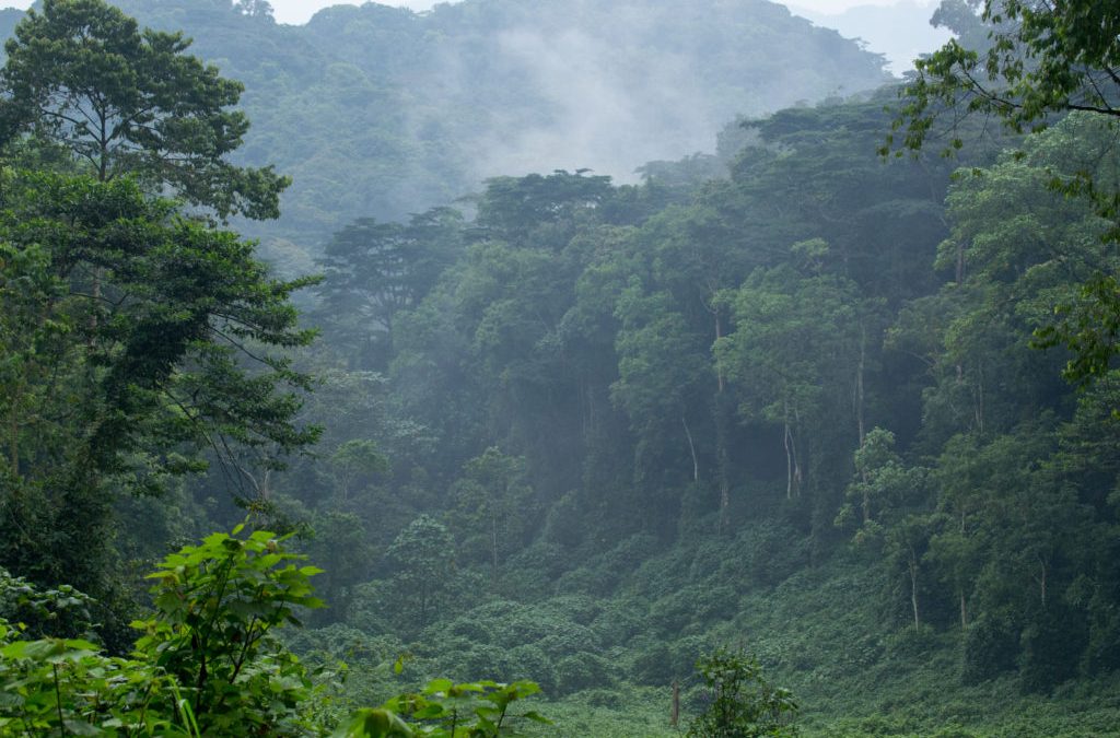 Uganda Gorilla Trekking Climate Guide