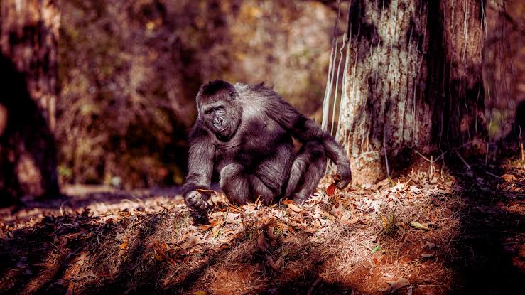Congo Uganda Rwanda Gorilla Trekking Comparison