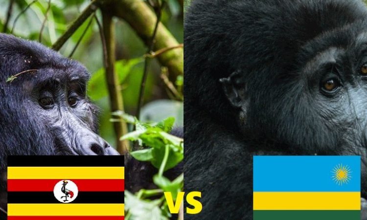 Virunga Gorilla Trekking Comparison Overview