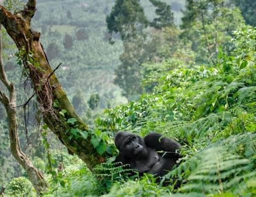 Luxury Gorilla Trekking Differences Across Countries