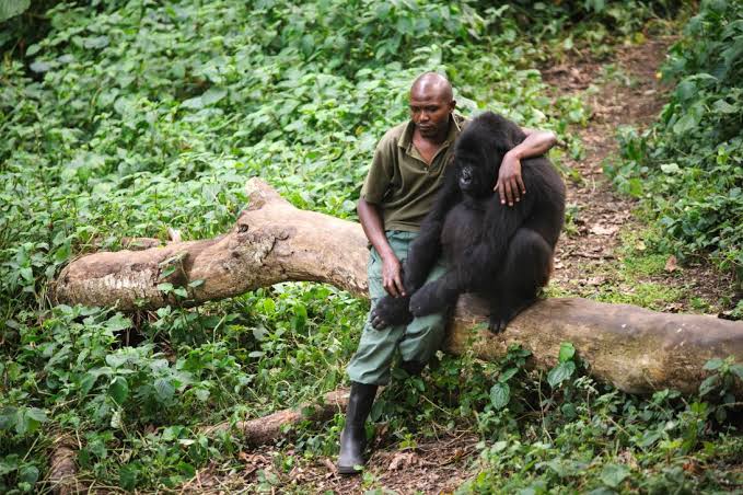 Virunga Gorilla Trekking Encounter