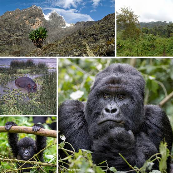 Mountain Gorilla Experience in Virunga