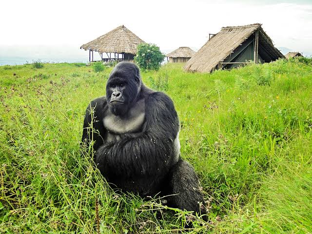 Virunga National Park Mountain Gorilla Encounters