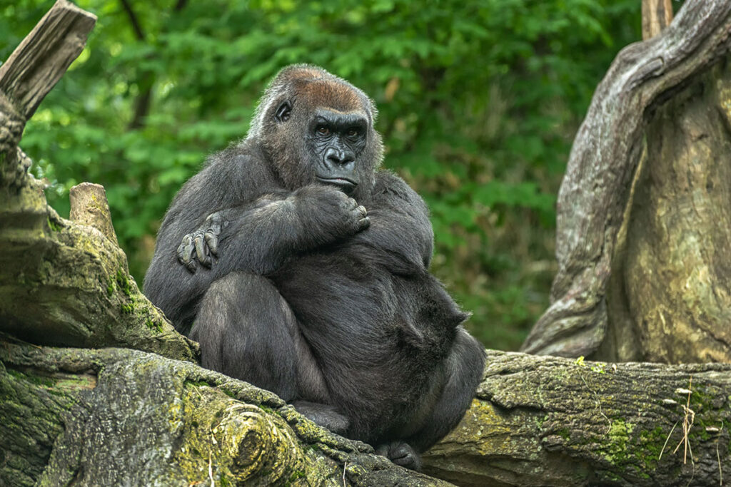 What to Expect on a Luxury Gorilla Safari