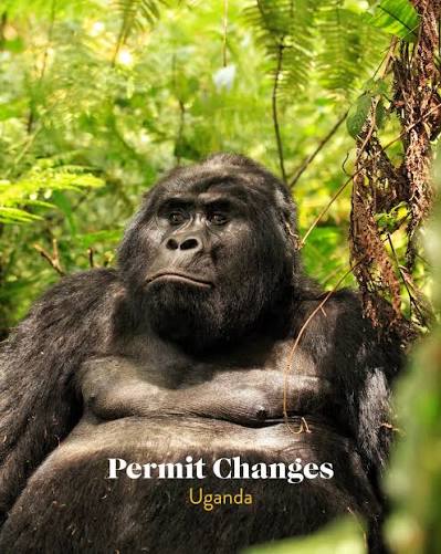 Gorilla Permit Demand and Availability