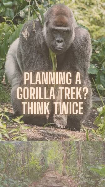 Understanding Gorilla Permit Availability Changes