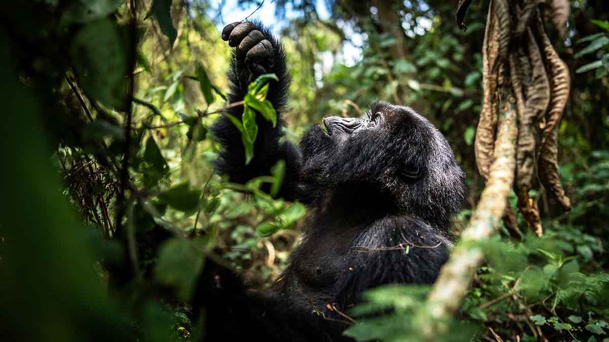 Why Timing Matters for Luxury Gorilla Trekking