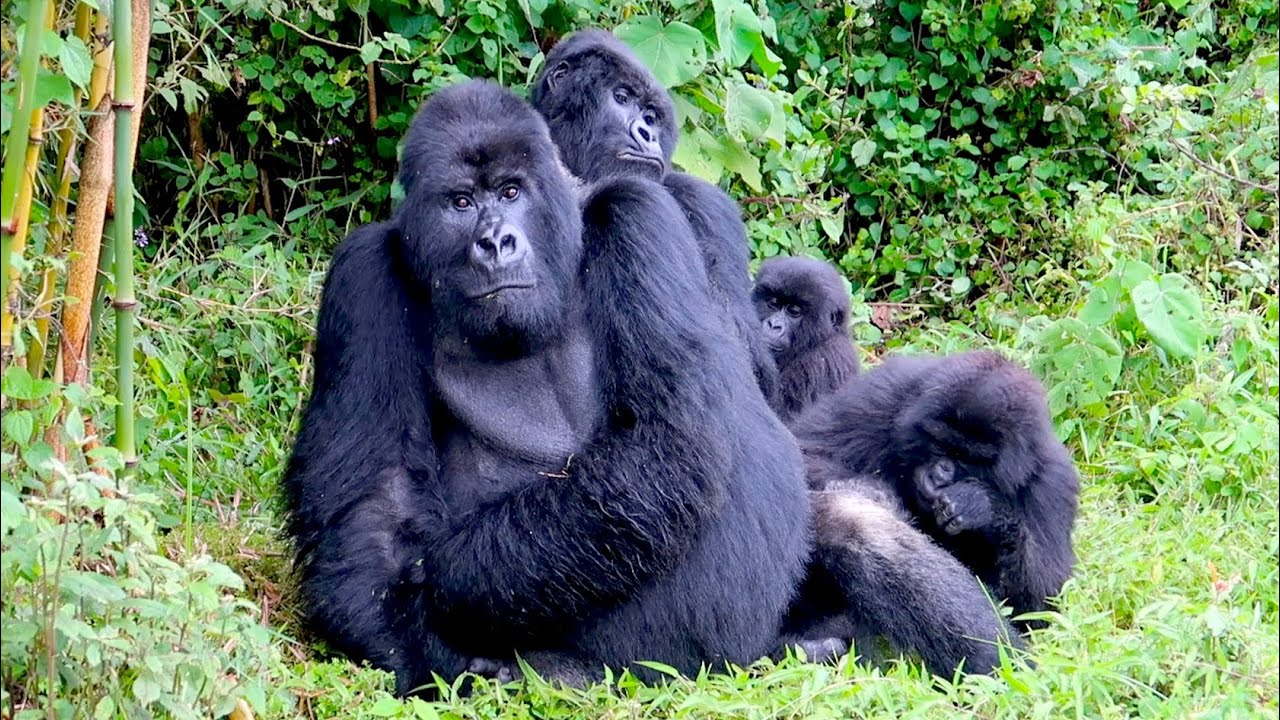 Why Timing Matters for Luxury Gorilla Trekking in Rwanda