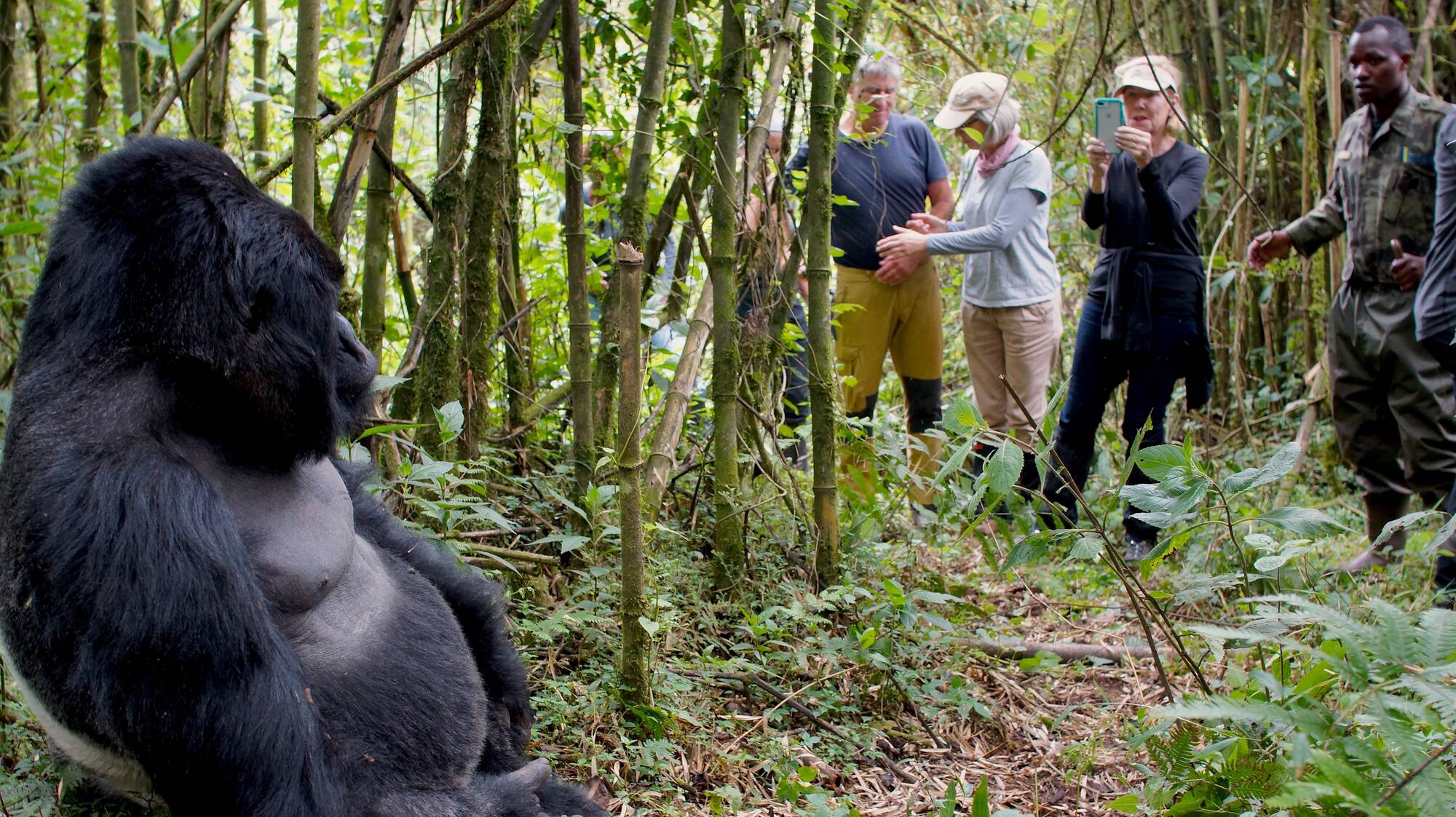 Best Time for Luxury Gorilla Trekking