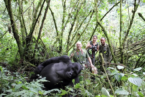 Luxury Gorilla Trekking Timing Guide