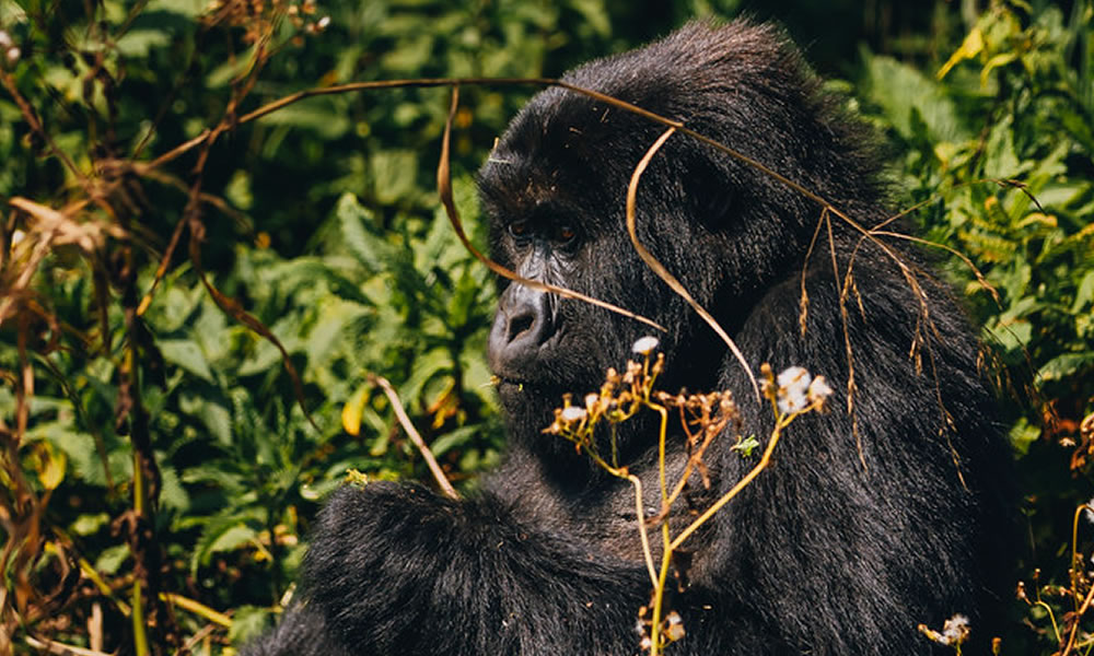 Why Use a Custom Luxury Gorilla Safari Planner