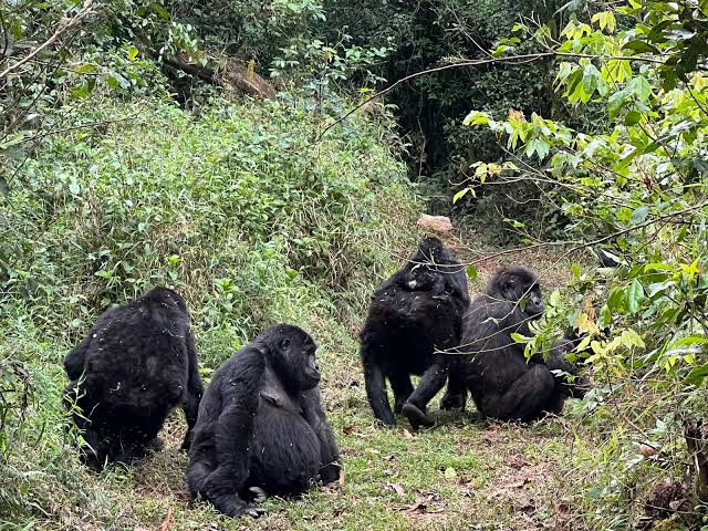 Virunga Gorilla Trekking Exclusive Experience