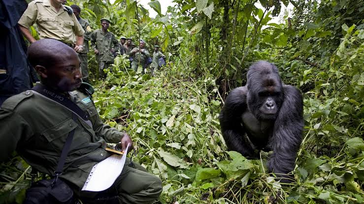 Rare Opportunity Virunga Gorilla Safari
