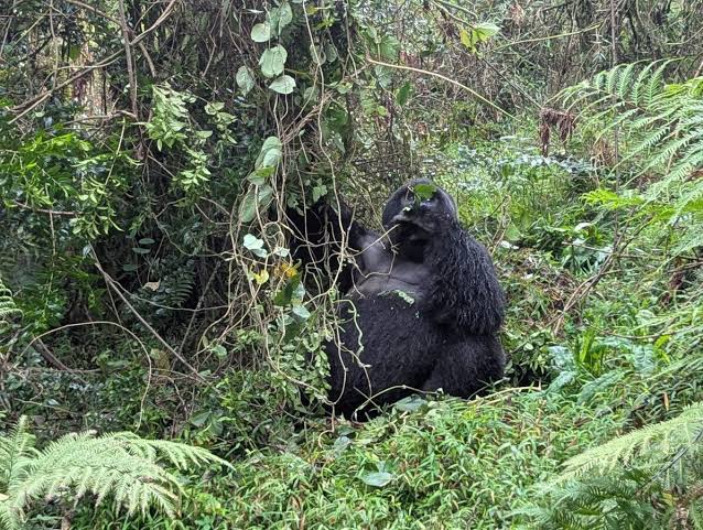 Why Virunga Luxury Gorilla Trekking Is a Rare Opportunity