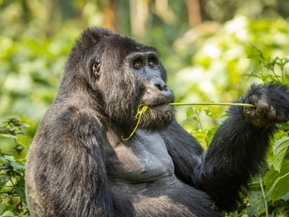 Importance of Custom Luxury Gorilla Safari Planning