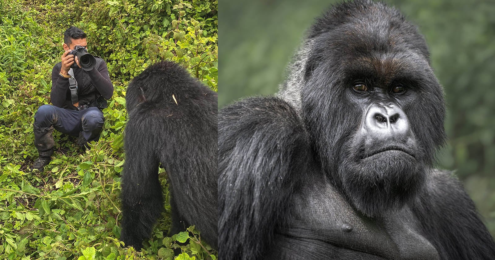 Regardless of the season, mountain gorillas remain active throughout the year, ensuring exceptional photography opportunities during every month. Seasonal changes mainly affect the environment, lighting conditions, and overall atmosphere rather than the quality of gorilla encounters themselves. Photographers can expect opportunities