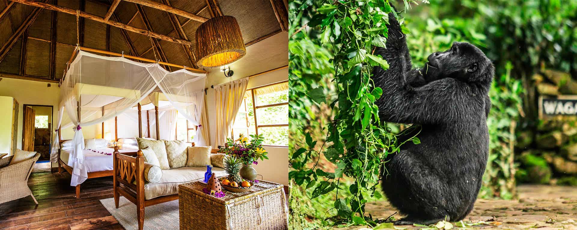 Luxury Bwindi Gorilla Lodge