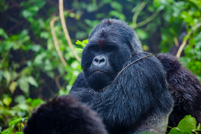 Gorilla Trekking Experience in Uganda and Rwanda