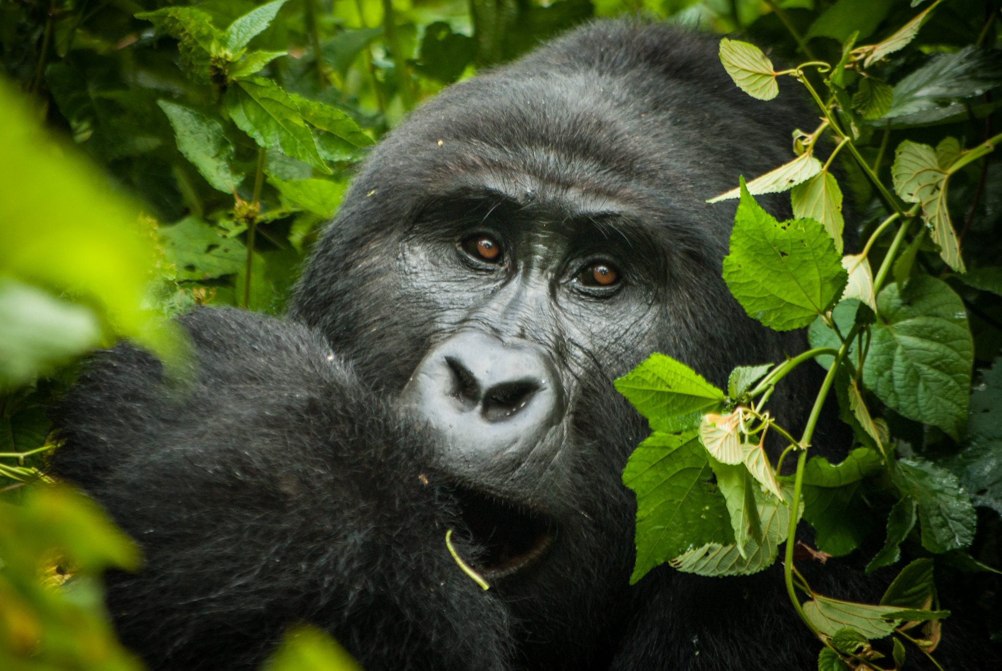 Luxury Gorilla Trekking Experience