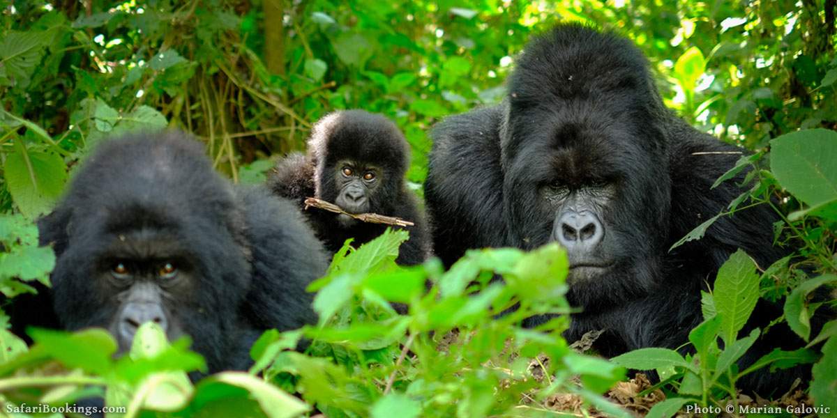 Group Gorilla Safari Experience