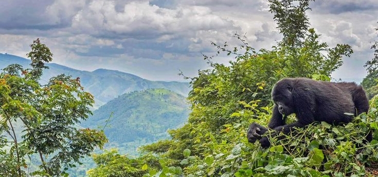 Luxury Gorilla Trekking Experience